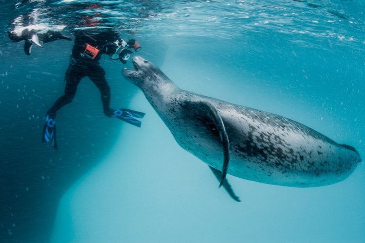 leopard seal 0012
