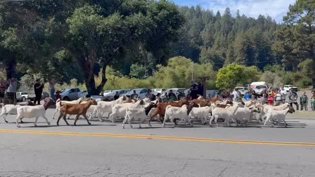 MRBridgeGoats