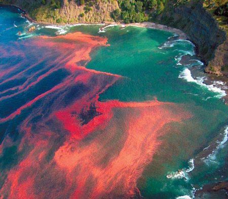 red tide_genera.v3