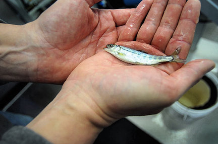fingerling