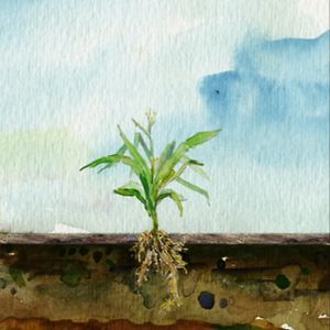 soil art