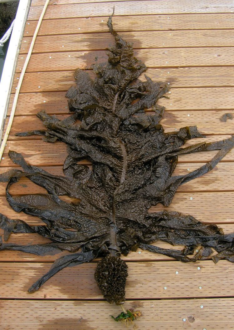 Undaria mature