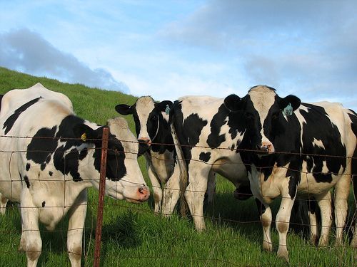 cows-marin