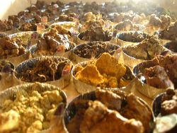 soil-samples