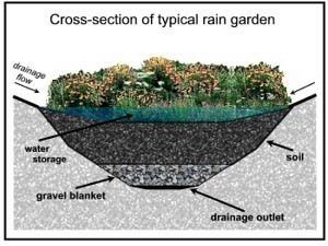 raingarden_proflie