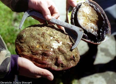 abalone_measure