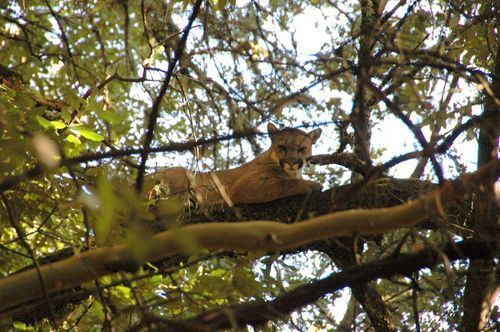puma_in_tree