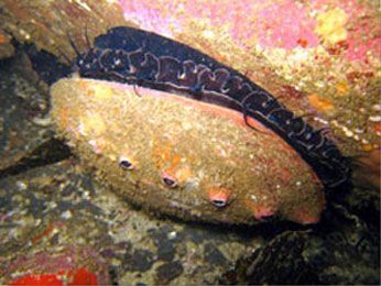 redabalone2