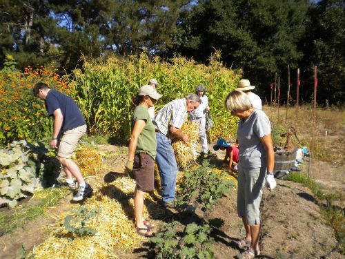 seedvols