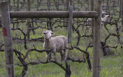 sheep_large