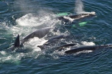 whale_frenzy