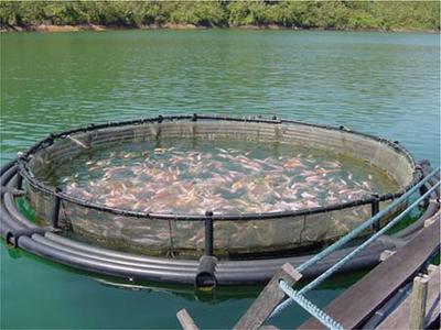 salmon_farm.jpg