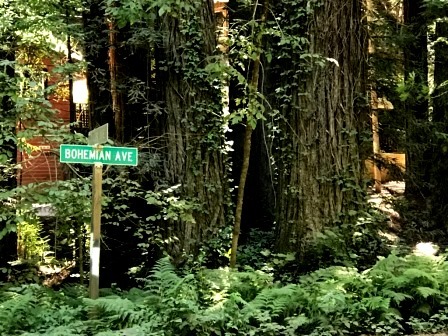 Bohemian Grove Web 8.8.19