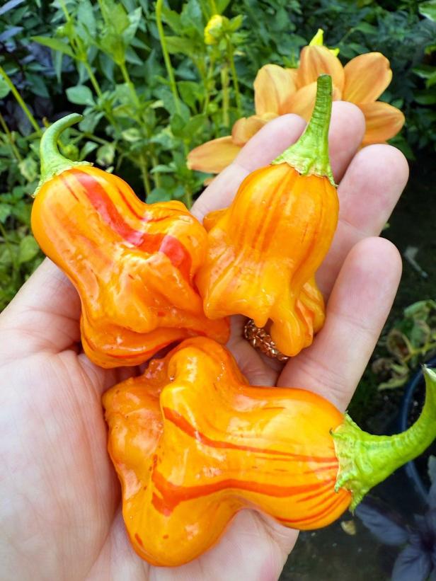 Peppers grown by Alex Trefry