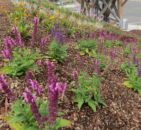 A close-up view of the rooftop plantings shows some are flowering already. The living roof is expected to spread out and cover the entire area over the next 12-18 months.