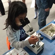Child looks through microscope
