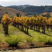 Sonoma County vineyards