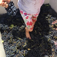 grape stomp 2 1