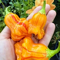 Peppers grown by Alex Trefry