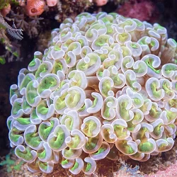 Coral