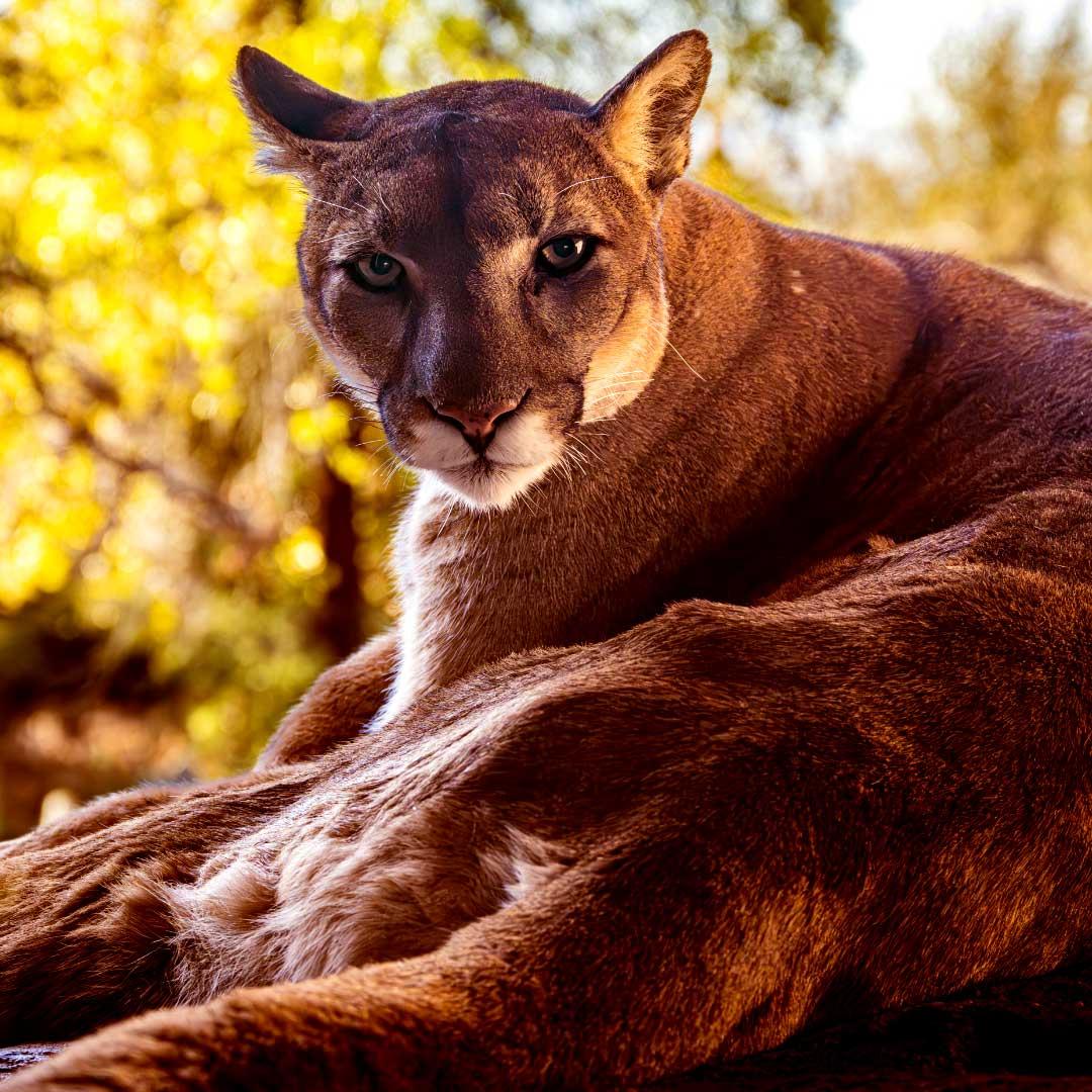 California Wildlife Program::<br>Whether you call it a mountain lion, puma, cougar, or panther, this species of big cat is essential to maintaining California’s ecological balance. CA Mountain Lion