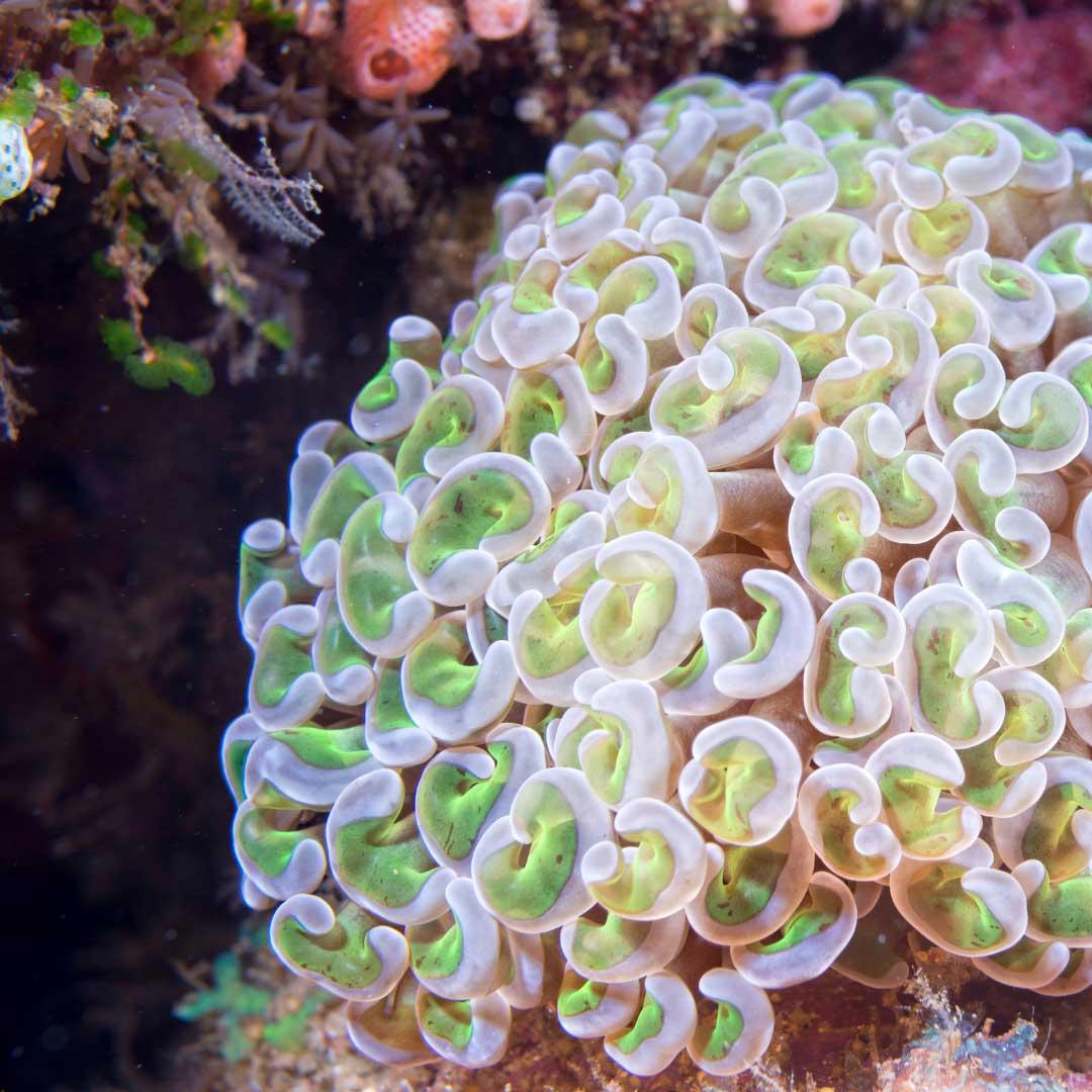 The Misool Foundation::<br>Coral may look like plants or rocks, but in reality, thousands of living animals make up each individual coral. Coral